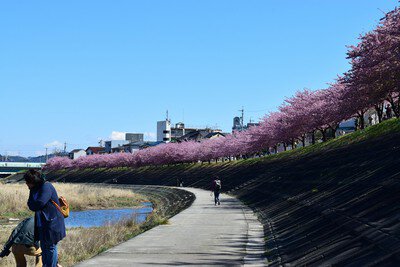 乙川の葵桜