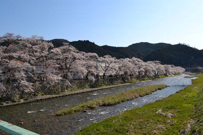 クリエイト菅谷キャンプ＆リゾートの桜