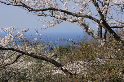 権現山展望公園の桜
