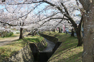 妙見河原(星田妙見宮周辺)の桜