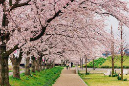 郷の音ホール横の桜