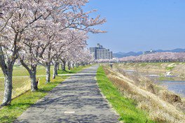 武庫川の両岸に圧巻の桜並木