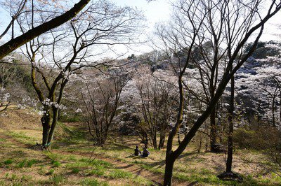 滝山公園の桜