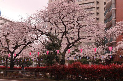 播磨坂さくら並木の桜