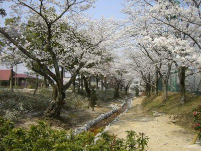 三好公園の桜