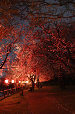 弁天潟風致公園の桜