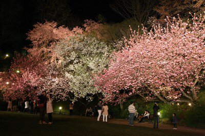 広島市植物公園の桜