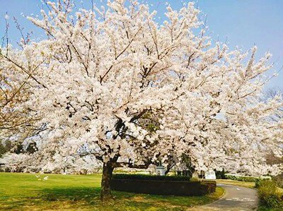 七尾市希望の丘公園の桜