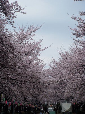 福岡中央公園の桜