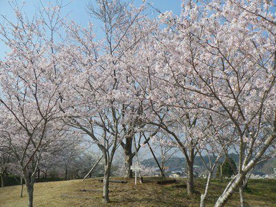 天神山公園の桜