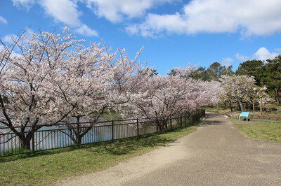 花博記念公園 鶴見緑地の桜