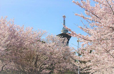 花博記念公園 鶴見緑地の桜