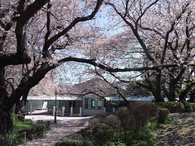 山手公園の桜