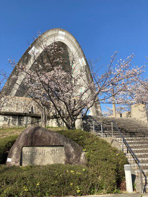 センチュリー大橋の桜