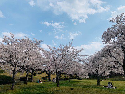 山城総合運動公園の桜