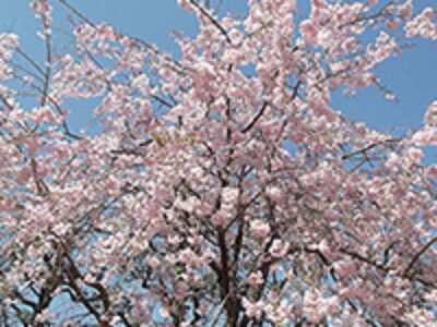 井の頭恩賜公園の桜