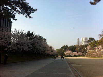 勝山公園(小倉城)の桜