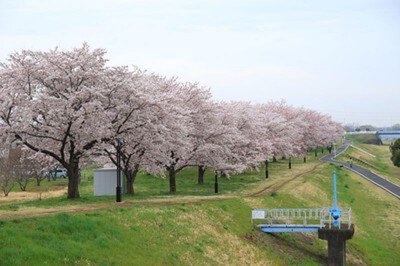 入間川にこにこテラス(入間川河川敷中央公園)の桜