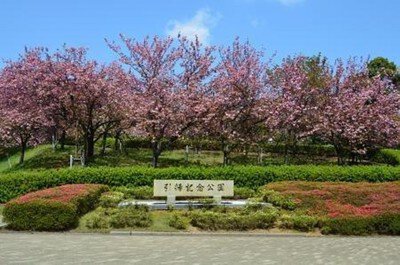 引揚記念公園の桜