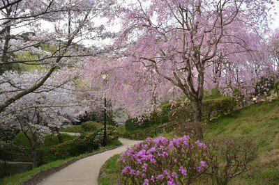 大神神社の桜