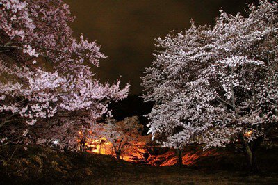 霞間ヶ渓の桜