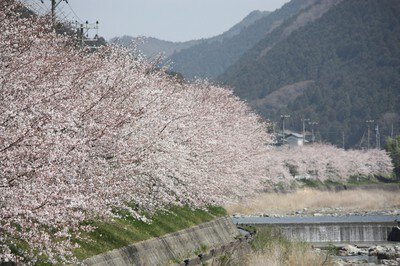 西深の桜並木