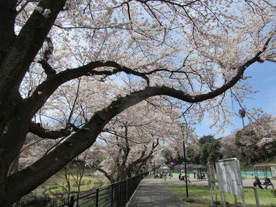 保土ケ谷公園の桜