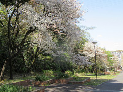 保土ケ谷公園の桜