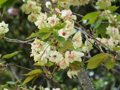 俣野別邸庭園の桜