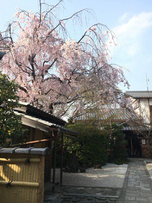 東福寺塔頭 光明院の桜