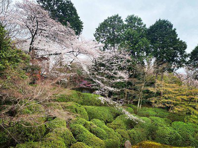 東福寺塔頭 光明院の桜