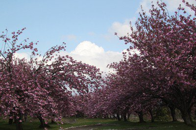 瓢湖水きん公園の桜