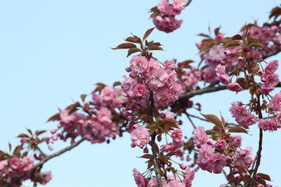 瓢湖水きん公園の桜