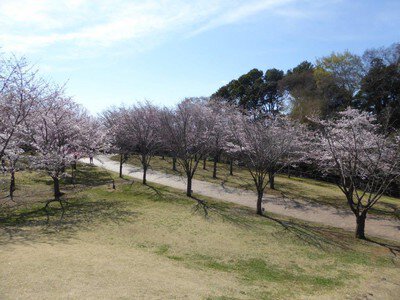高尾さくら公園の桜