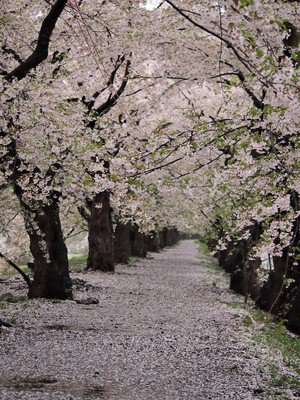桧木内川堤の桜