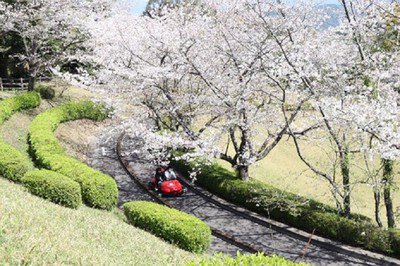 城山公園の桜(鹿児島県)
