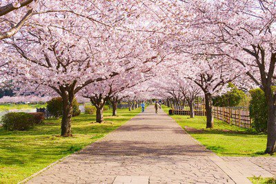 引地川親水公園の桜