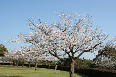 久峰総合公園の桜