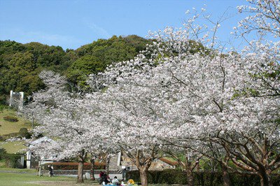 久峰総合公園の桜