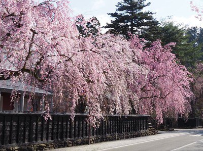 角館武家屋敷通りの桜