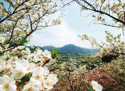 かみかわ桜の山 桜華園の桜