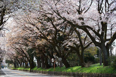 日光街道桜並木の桜