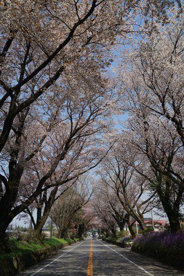 日光街道桜並木の桜