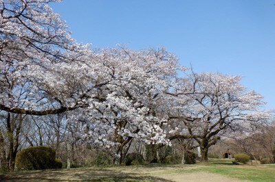 都立桜ヶ丘公園の桜