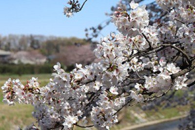 柳瀬川沿い「台田運動公園」の桜