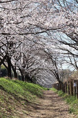 柳瀬川沿い「台田運動公園」の桜