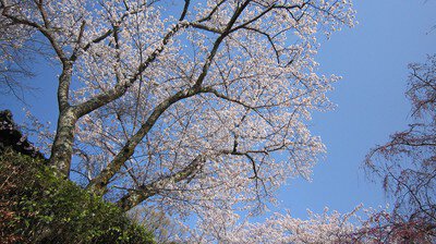 勝持寺の桜