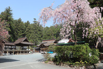小国神社の桜