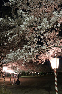 鴻巣公園の桜
