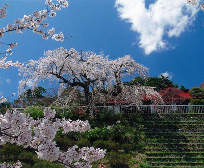 花と歴史の郷 蛇の鼻の桜